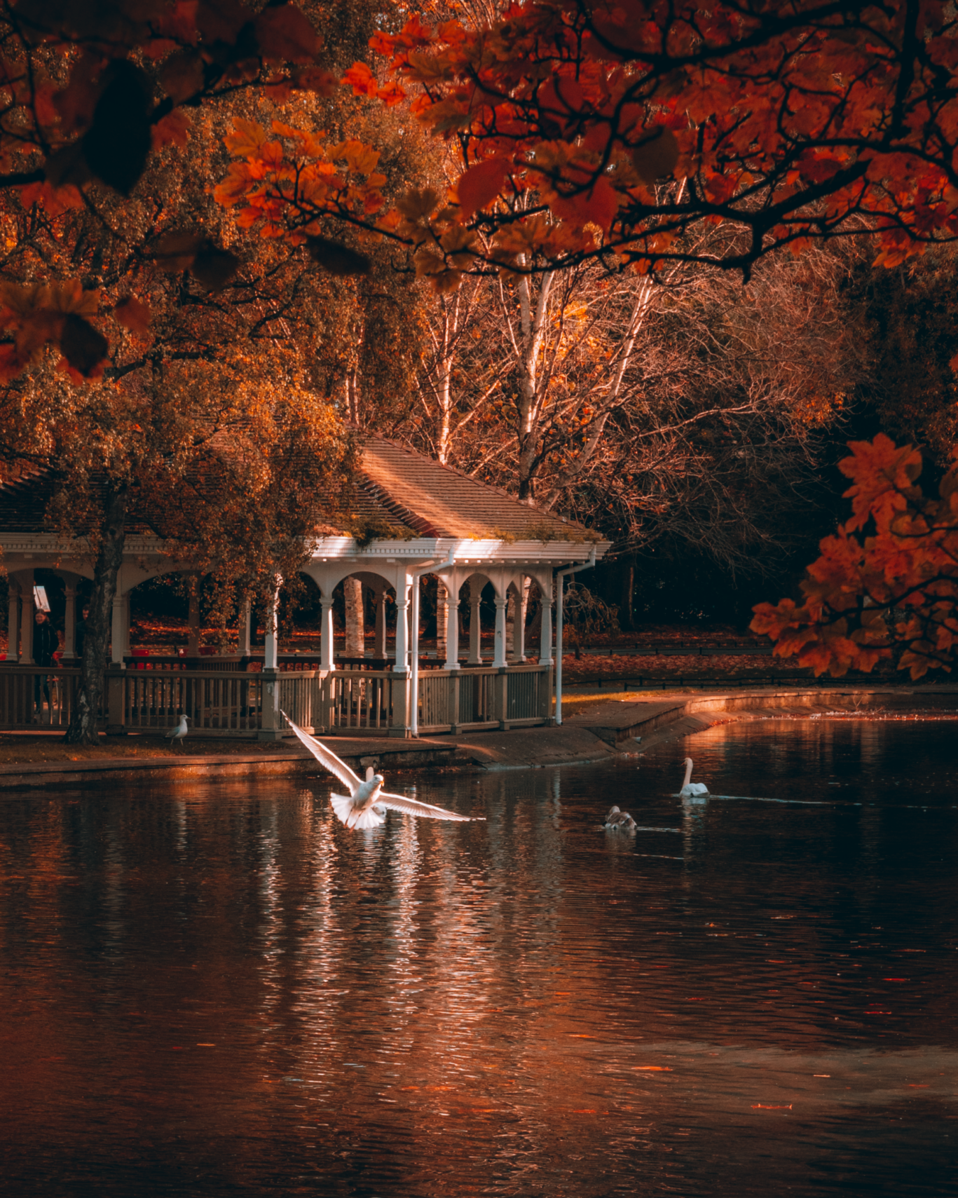 St Stephen’s Green bandstand, autumn leaves, Dublin City_TI7S7L